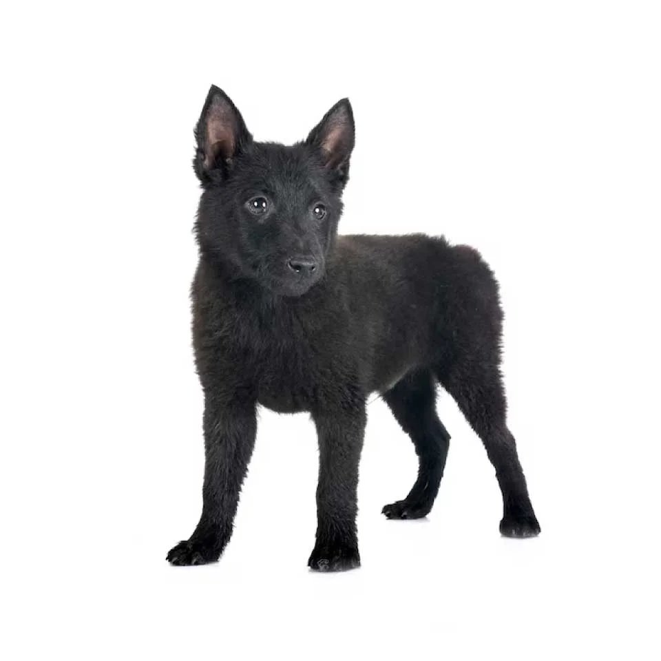 Criadero de cachorros de raza - Canes